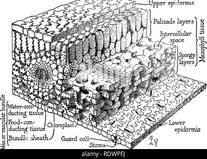 . Wissenschaft des pflanzlichen Lebens, ein High School botany Behandlung der Anlage und ihrer Beziehung zur Umwelt. Botanik. [8 Wissenschaft des pflanzlichen Lebens dem Blatt. Diese Schicht ist die Nagelhaut genannt. Es ist nützlich für die Pflanze, da das Wasser nicht durch ihn leicht passieren, und es '^ •=- icS^ &Lt;â '^^p obere Epidermis. V&AMP;ter-i ductinS Gewebe Nahrung; Con-/Chbroplast: dtictin^ Gewebe ich^ Bundle Ummantelung.-/â unteren Epidermis Guard Zelle - Stoma - Abb. 12. Modell für ein kleines Stück vinca Blatt, Zellen und Gewebe. schützt die Anlage vor Wasserverlust. Es kann verglichen werden mit den Zahnschmelz abdecken von wachstuch und Handeln Stockfoto