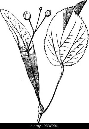 . Elemente der Botanik. Botanik; Botanik. 188 ELEMENTE OE BOTANIK. Das Saatgut ist umgeben. Damit eine allgemeine Aufteilung der Früchte in trockene Früchte und fleischigen Früchten. 227. Winged oder Getuftet Früchte und Samen. - Die Früchte der Esche, Box Elder, Ulme, Ahorn. Kg. 172, und viele andere Bäume sind mit einem erweiterten häutige Flügel zur Verfügung. Einige Samen, wie die Der catalpa und die Trompete - kriechgang sind ähnlich appendaged. Die Früchte der Löwenzahn, Distel, die berufskraut, Abb. 174, und viele andere Werke der Gruppe, zu der sie gehören, und die Samen des Willow, milkweed, der Willow-Kraut, Schwein. 175, Stockfoto