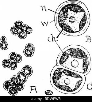 . Eine Einführung in die Struktur und die Fortpflanzung von Pflanzen. Anlage Anatomie; Pflanzen. 192 BEWEGUNGSLOS KOLONIEN - Plankton, in der die vegetativen Personen mit extrem ungünstigen Bedingungen anfällig sind. Es ist diese Eigenschaft, die es ermöglicht Pleurococais zu existieren, und sogar blühen, in der exponierten trockene Lebensräume, die es in der Regel frequentiert. Obwohl die normale grüne Erscheinung während des ganzen Jahres, seine Aktivitäten sind mehr oder weniger vollständig während längerer Trockenperioden, wenn seine einzige Quelle der Feuchtigkeit ist Tau festgehalten. Viele der Bewegungslosen kolonialen grün Formen sind in freshwate Stockfoto