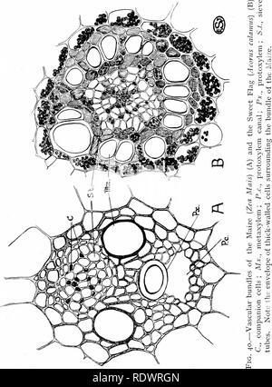 . Eine Einführung in die Struktur und die Fortpflanzung von Pflanzen. Anlage Anatomie; Pflanzen. 85. Bitte beachten Sie, dass diese Bilder sind von der gescannten Seite Bilder, die digital für die Lesbarkeit verbessert haben mögen - Färbung und Aussehen dieser Abbildungen können nicht perfekt dem Original ähneln. extrahiert. Fritsch, Felix Eugene, 1879 -; Salisbury, E.J. (Edward James), Sir, b. 1886. London, G. Bell und Sons Ltd. Stockfoto