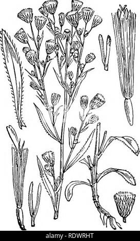 . Abbildungen der britischen Flora: Eine Reihe von holzstichen, mit Sezieren, britischer Pflanzen. Botanik; Botanik. 126 XLIIf. COMPOSITE. [I. Dicotyledons. Bitte beachten Sie, dass diese Bilder sind von der gescannten Seite Bilder, die digital für die Lesbarkeit verbessert haben mögen - Färbung und Aussehen dieser Abbildungen können nicht perfekt dem Original ähneln. extrahiert. Fitch, W. H. (Walter Haube), 1817-1892; Smith, George Worthington, 1835-1917; Bentham, George, 1800-1884. Handbuch der britischen Flora. London, L. Reeve Stockfoto