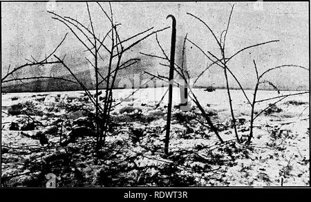 . Bauernhof Gartenbau, bereit, vor allem für diejenigen, die interessiert sind, sich entweder zu Hause oder im gewerblichen Gartenbau. Gemüseanbau, Obst - Kultur. Abb. 93. âBlack Himbeere nach der Beschneidung. (West Virginia landwirtschaftlichen Bull. Nr. 149.). Bitte beachten Sie, dass diese Bilder sind von der gescannten Seite Bilder, die digital für die Lesbarkeit verbessert haben mögen - Färbung und Aussehen dieser Abbildungen können nicht perfekt dem Original ähneln. extrahiert. Haube, Georg Wilhelm, 1886 -. Philadelphia, New York, Lea&amp; Febiger Stockfoto