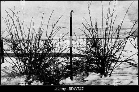 . Bauernhof Gartenbau, bereit, vor allem für diejenigen, die interessiert sind, sich entweder zu Hause oder im gewerblichen Gartenbau. Gemüseanbau, Obst - Kultur. 188 BUSH Früchte. Abb. 90. - STACHELBEERE vor dem Schnitt. (West Virginia landwirtschaftlichen Bulletin Nr. 149.). Bitte beachten Sie, dass diese Bilder sind von der gescannten Seite Bilder, die digital für die Lesbarkeit verbessert haben mögen - Färbung und Aussehen dieser Abbildungen können nicht perfekt dem Original ähneln. extrahiert. Haube, Georg Wilhelm, 1886 -. Philadelphia, New York, Lea&amp; Febiger Stockfoto