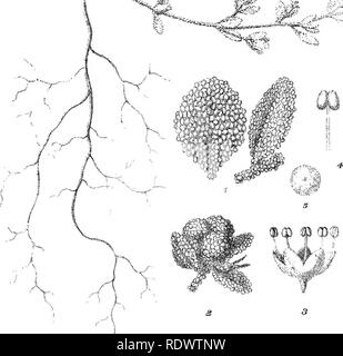 . Ikonographie der Australischen salsolaceous Pflanzen. Sträucher; Salsoleae. ^^^**^u'r'"*"^' "*". /3&gt; -: '-' im M W: 'mm^' - 'Wenn Xi. Bitte beachten Sie, dass diese Bilder sind von der gescannten Seite Bilder, die digital für die Lesbarkeit verbessert haben mögen - Färbung und Aussehen dieser Abbildungen können nicht perfekt dem Original ähneln. extrahiert. Müller, Ferdinand von, 1825-1896. Melbourne, Gehirn Stockfoto