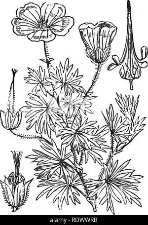. Abbildungen der britischen Flora: Eine Reihe von holzstichen, mit Sezieren, britischer Pflanzen. Botanik; Botanik. I. in der TAa/amifiorcE] XX. GKRANIACE^. 5". Bitte beachten Sie, dass diese Bilder sind von der gescannten Seite Bilder, die digital für die Lesbarkeit verbessert haben mögen - Färbung und Aussehen dieser Abbildungen können nicht perfekt dem Original ähneln. extrahiert. Fitch, W. H. (Walter Haube), 1817-1892; Smith, George Worthington, 1835-1917; Bentham, George, 1800-1884. Handbuch der britischen Flora. London, L. Reeve Stockfoto