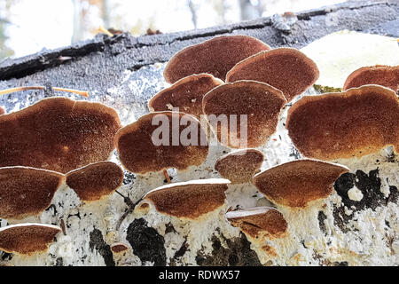 Die braune Unterseite von Baumpilzen auf einer Amtsleitung. Stockfoto