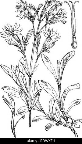 . Abbildungen der britischen Flora: Eine Reihe von holzstichen, mit Sezieren, britischer Pflanzen. Botanik; Botanik. 135. Silene cucubalus, Wib. S. latifolia, R.&amp; B. Caiupio 7 i, 136. Silene Otites, Sm. Spanische S.; G,. 137. Silene nutans, L. Nottingham Catchfly.. Bitte beachten Sie, dass diese Bilder sind von der gescannten Seite Bilder, die digital für die Lesbarkeit verbessert haben mögen - Färbung und Aussehen dieser Abbildungen können nicht perfekt dem Original ähneln. extrahiert. Fitch, W. H. (Walter Haube), 1817-1892; Smith, George Worthington, 1835-1917; Bentham, George, 1800-1884. Hand Stockfoto