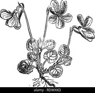 . Abbildungen der britischen Flora: Eine Reihe von holzstichen, mit Sezieren, britischer Pflanzen. Botanik; Botanik. 121, Viola pakislris Maysh Violett, L... 124. Viola arenaria, DC. V. rupestris, Schm. SttJid VioUl.. Bitte beachten Sie, dass diese Bilder sind von der gescannten Seite Bilder, die digital für die Lesbarkeit verbessert haben mögen - Färbung und Aussehen dieser Abbildungen können nicht perfekt dem Original ähneln. extrahiert. Fitch, W. H. (Walter Haube), 1817-1892; Smith, George Worthington, 1835-1917; Bentham, George, 1800-1884. Handbuch der britischen Flora. London, L. Reeve Stockfoto