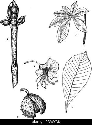 . Michigan Bäume; ein Handbuch der nativen und wichtigsten eingeführten Arten. Bäume. Pferd - cliestnnt. 1. Winter Zweig, x%. 2. Blatt X^6 - 3. Merkblatt, x^. 4. Blume, X Ich. 5. Obst, X Y 2. - 196 -. Bitte beachten Sie, dass diese Bilder sind von der gescannten Seite Bilder, die digital für die Lesbarkeit verbessert haben mögen - Färbung und Aussehen dieser Abbildungen können nicht perfekt dem Original ähneln. extrahiert. Otis, Charles Herbert, 1886. Ann Arbor, die Regents Stockfoto