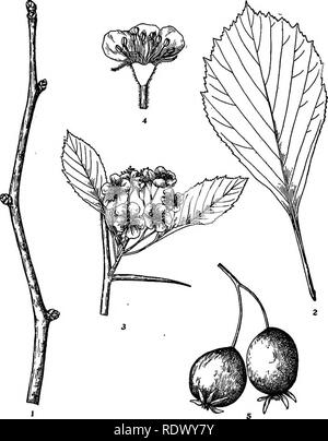 . Michigan Bäume; ein Handbuch der nativen und wichtigsten eingeführten Arten. Bäume. Gepunktete Haw Crataegus punctata/acq. 1. Winter Zweig, x Ich. 2. Blatt X I.3. Blühende branchlet, x]/2. 4. Vertikale Abschnitt der Blume, vergrößert. 5. Obst, X I - 150 -. Bitte beachten Sie, dass diese Bilder sind von der gescannten Seite Bilder, die digital für die Lesbarkeit verbessert haben mögen - Färbung und Aussehen dieser Abbildungen können nicht perfekt dem Original ähneln. extrahiert. Otis, Charles Herbert, 1886. Ann Arbor, die Regents Stockfoto