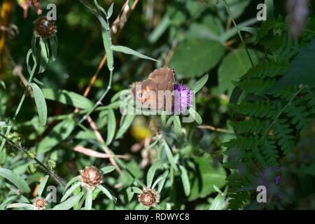 Araignées, Insectes et Fleurs de la Forêt de Moulière (Les Agobis) (28913444952). Stockfoto
