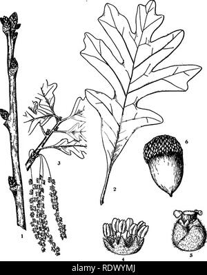 . Michigan Bäume; ein Handbuch der nativen und wichtigsten eingeführten Arten. Bäume. White Oak. 1. Winter Zweig, x2. 2. Blatt X Yi. 3. Blühende branchlet, x Yi. 4. Staminate Blume, vergrößert. 5. Pistillate Blume, vergrößert. 6. "Frucht, x I - 100 -. Bitte beachten Sie, dass diese Bilder sind von der gescannten Seite Bilder, die digital für die Lesbarkeit verbessert haben mögen - Färbung und Aussehen dieser Abbildungen können nicht perfekt dem Original ähneln. extrahiert. Otis, Charles Herbert, 1886. Ann Arbor, die Regents Stockfoto