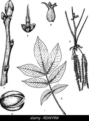 . Michigan Bäume; ein Handbuch der nativen und wichtigsten eingeführten Arten. Bäume. Spötter Nnt Hickory. 1. Winter Zweig, x Ich. 2. Blatt X^. 3. Blühende branchlet, x^. 4. Staminate Blume, vergrößert. 5. Pistillate Blume, vergrößert. 6. Obst, X Yi. - 72 -. Bitte beachten Sie, dass diese Bilder sind von der gescannten Seite Bilder, die digital für die Lesbarkeit verbessert haben mögen - Färbung und Aussehen dieser Abbildungen können nicht perfekt dem Original ähneln. extrahiert. Otis, Charles Herbert, 1886. Ann Arbor, die Regents Stockfoto