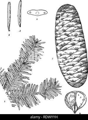 . Michigan Bäume; ein Handbuch der nativen und wichtigsten eingeführten Arten. Bäume. Balsam-tanne. I. Winter branchlet, x Ich. 2-3. Blätter, x2. 4. Querschnitt des Blattes, vergrößert. 5. Ungeöffnete Kegel, x Ich. 6. Kegel-Skala mit Samen, x Ich. - 26 -. Bitte beachten Sie, dass diese Bilder sind von der gescannten Seite Bilder, die digital für die Lesbarkeit verbessert haben mögen - Färbung und Aussehen dieser Abbildungen können nicht perfekt dem Original ähneln. extrahiert. Otis, Charles Herbert, 1886. Ann Arbor, die Regents Stockfoto