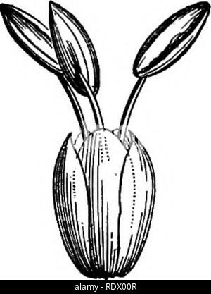 . Ein allgemeines System der Botanik, deskriptive und analytische. In zwei Teile. Teil I umreißt Der organography, Anatomie und Physiologie. Teil II. Die Beschreibungen und Abbildungen der Aufträge. Von Emm. Le Balmat [und] J. Decaisne. Mit 5500 Abbildungen von L. Steinheil und A. Riocreux. Von der ursprünglichen durch Frau Hooker übersetzt. Die Aufträge angeordnet, nachdem die Methode in der Universitäten und Schulen in Großbritannien, seine Kolonien, Amerika und Indien; mit Ergänzungen, einen Anhang auf die natürliche Methode, und eine Zusammenfassung der Bestellungen, die von J.D.Hooker. Botanik. LIII. RESTIACE ^.. Restio. Eizelle (inag.5. Restio Stockfoto
