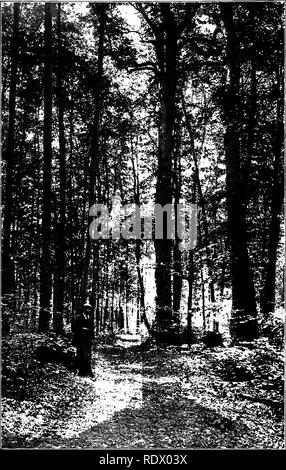 . Michigan Bäume; ein Handbuch der nativen und wichtigsten eingeführten Arten. Bäume. Eine südliche MICHIGAN WOODLOT. Bitte beachten Sie, dass diese Bilder sind von der gescannten Seite Bilder, die digital für die Lesbarkeit verbessert haben mögen - Färbung und Aussehen dieser Abbildungen können nicht perfekt dem Original ähneln. extrahiert. Otis, Charles Herbert, 1886. Ann Arbor, die Regents Stockfoto