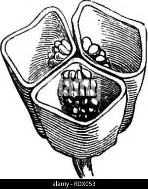 . Ein allgemeines System der Botanik, deskriptive und analytische. In zwei Teile. Teil I umreißt Der organography, Anatomie und Physiologie. Teil II. Die Beschreibungen und Abbildungen der Aufträge. Von Emm. Le Balmat [und] J. Decaisne. Mit 5500 Abbildungen von L. Steinheil und A. Riocreux. Von der ursprünglichen durch Frau Hooker übersetzt. Die Aufträge angeordnet, nachdem die Methode in der Universitäten und Schulen in Großbritannien, seine Kolonien, Amerika und Indien; mit Ergänzungen, einen Anhang auf die natürliche Methode, und eine Zusammenfassung der Bestellungen, die von J.D.Hooker. Botanik. Colchicum. Dehiscent Obst.. Colchicum, Massive b Stockfoto