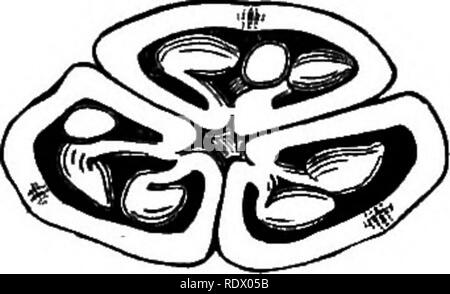 . Ein allgemeines System der Botanik, deskriptive und analytische. In zwei Teile. Teil I umreißt Der organography, Anatomie und Physiologie. Teil II. Die Beschreibungen und Abbildungen der Aufträge. Von Emm. Le Balmat [und] J. Decaisne. Mit 5500 Abbildungen von L. Steinheil und A. Riocreux. Von der ursprünglichen durch Frau Hooker übersetzt. Die Aufträge angeordnet, nachdem die Methode in der Universitäten und Schulen in Großbritannien, seine Kolonien, Amerika und Indien; mit Ergänzungen, einen Anhang auf die natürliche Methode, und eine Zusammenfassung der Bestellungen, die von J.D.Hooker. Botanik. CoIcJiicum. Und Aadrcscium periauth-Limb gelegt o Stockfoto