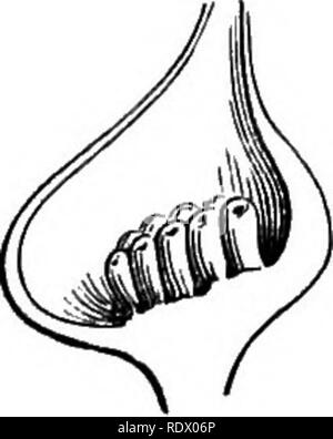 . Ein allgemeines System der Botanik, deskriptive und analytische. In zwei Teile. Teil I umreißt Der organography, Anatomie und Physiologie. Teil II. Die Beschreibungen und Abbildungen der Aufträge. Von Emm. Le Balmat [und] J. Decaisne. Mit 5500 Abbildungen von L. Steinheil und A. Riocreux. Von der ursprünglichen durch Frau Hooker übersetzt. Die Aufträge angeordnet, nachdem die Methode in der Universitäten und Schulen in Großbritannien, seine Kolonien, Amerika und Indien; mit Ergänzungen, einen Anhang auf die natürliche Methode, und eine Zusammenfassung der Bestellungen, die von J.D.Hooker. Botanik. Muschelblumen Slraliotes. Blütenstand vertikal geschnitten Stockfoto