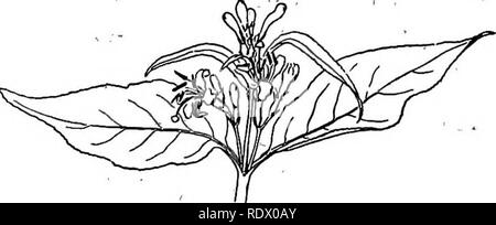 . Eine Feder Flora für Schulen. Botanik. CAPRIFOLIACEAE (GEISSBLATT FAMILIE) 117 und einen schlanken, langen gilts Rohr. Feuchte Wiesen, Vom frühen Frühjahr bis in den Hochsommer. H. purpurea. Glatt oder leicht behaart, werden - kommende "5 dm. Hoch; Blätter von rundlich-ovalen bis lanzettlichen, Blumen in kleinen Terminal Cluster; Co - Rolla Trichter-form, weiß bis violett. Holz. Mai bis September. CAPBirOLIACEAE (geißblatt Familie) Sträucher, selten Kräuter, mit gegenüberliegenden Blätter, epigy-nous regelmäßig Blumen, Staubgefäße so viele wie die Lappen der - die tubuläre oder Corolla drehen und eingefügt auf die Tube,^""^'& Stockfoto