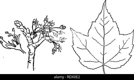 . Eine Feder Flora für Schulen. Botanik. Staphylea trifolia^ Blase Mutter. ACER Kelch farbige, meist 5-lappig. Blütenblätter entweder keine, oder so viele wie die Kelchblätter. Staubblätter 3 bis 12. Ovar 2-celled. Die Rückseite der einzelnen fruchtblatt entwickelt ein Flügel, die Umwandlung der Früchte in 2 i-seeded samaras oder key-Früchte. A. saccharum. Sugar Maple. Ein großer Baum; Blätter 3 bis s-Gelappt mit Spitzen sinuate - gezahnte Lappen; Blumen in fast Stiellose, abgeflachter Cluster, grünlich-gelb und erscheinen mit den Blättern, hängend auf schlanken, behaarten Stiele; Petalen keine; Flügel von Obst breit. Edle Hölzer. April, Mai. A. saccharinum, Silv Stockfoto