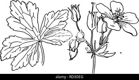 . Eine Feder Flora für Schulen. Botanik. 86 RUTACEAE (RUE FAMILIE) cumbent; Stiele clustered auf dem Gipfel des Blütenstandsstiels, aufsteigend mit Verbreitung Haare; Blütenblätter gelb. Trockenen oder feuchten Boden. GERANIACEAE (Geranium Familie) Kräuter mit Gelappt oder geteilten Blätter und Blumen, und fünf Drüsen abwechselnd uith die Blütenblätter. Staubblätter so viele oder doppelt so viele wie die kelchblätter und Fruchtknoten tief Gelappt. GERANIUM Pflanzen mit Gabeln Vorbauten. Stiel Ich zu 3 geblüht. 10 sta-mens mit perfekter Antheren, die fünf längeren mit Drüsen an der Basis, und die beiden fruchtblätter Trennung mit ihren langen Stile, whe Stockfoto