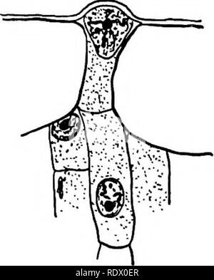 . Pilze, Ascomyceten, uredinales ustilaginales,. Pilze. VIII] UREDINALES 215 vegetativen Kern ersetzt hat, der nicht mehr funktionale männliche Element. Wie bereits dargestellt, besteht eine starke Vermutung, dass diese männliche Element war die spermatium und die fruchtbaren Zelle dann kann als oogonium und der junge aecidium als Gruppe oder sorus der weiblichen Geschlechtsorgane betrachtet werden. In diesem Zusammenhang Blackman eine mögliche Herkunft der sterile Zelle vorgeschlagen hat; in Phragmidium violaceum fand er es gelegentlich verlängert und schob sich zwischen den Zellen der Epidermis, so dass es nur bedeckt war. Stockfoto