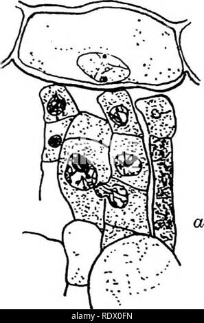 . Pilze, Ascomyceten, uredinales ustilaginales,. Pilze. 214 PROTOBASIDIOMYCETES [CH.fruchtbaren Zellen der Phragmidium violacetun wurde von Blackman und anschließend gezeigt, häufig durch Welsford aus einem der kleineren Zellen an der Unterseite der fruchtbaren Ebene abgeleitet werden. Es ist also eine vegetative Kern; es tritt in den fruchtbaren Zelle durch die Migration durch die Wand, immer und seitlich com-gedrückt. Er hinterlässt eine Pore, die nach ihrer Passage (Abb. identifiziert werden kann. 192).. Bitte beachten Sie, dass diese Bilder aus gescannten Seite Bilder, die digital für die Lesbarkeit erhöht worden sein können extrahiert werden-colo Stockfoto