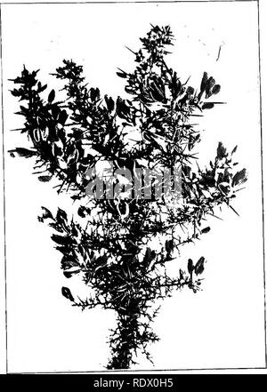 . Feld, Wald und am Wegesrand Blumen; mit Kapiteln über Gräser, Seggen, und Farne; Untechnischen Studien für ungelehrte Liebhaber der Natur. Blumen; Botanik. Abb. 92.-irisches Ginster, Stechginster, oder whin, {Ulex EuropcBUs). 327. Bitte beachten Sie, dass diese Bilder sind von der gescannten Seite Bilder, die digital für die Lesbarkeit verbessert haben mögen - Färbung und Aussehen dieser Abbildungen können nicht perfekt dem Original ähneln. extrahiert. Gehen, Maud, 1859-1925. New York, der Bäcker und Taylor Company Stockfoto