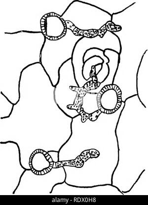 . Pilze, Ascomyceten, uredinales ustilaginales,. Pilze. VIII] UREDINALES 209 Form; in beiden Fällen ist es in Verbindung mit spermogonia auf einem myceHum von uninucleate Zellen getragen. Aber die Sporen keimen wie ein teleutospore. Bitte beachten Sie, dass diese Bilder sind von der gescannten Seite Bilder, die digital für die Lesbarkeit verbessert haben mögen - Färbung und Aussehen dieser Abbildungen können nicht perfekt dem Original ähneln. extrahiert. Gwynne-Vaughan, Helen Charlotte Isabella (Fraser) Dame, 1879 -. [Eng] Cambridge University Press Stockfoto