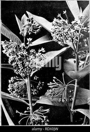 . Feld, Wald und am Wegesrand Blumen; mit Kapiteln über Gräser, Seggen, und Farne; Untechnischen Studien für ungelehrte Liebhaber der Natur. Blumen; Botanik. Abb. S 6. - Gemeinsame milkweed {Astlepias lorniili) 307. Bitte beachten Sie, dass diese Bilder sind von der gescannten Seite Bilder, die digital für die Lesbarkeit verbessert haben mögen - Färbung und Aussehen dieser Abbildungen können nicht perfekt dem Original ähneln. extrahiert. Gehen, Maud, 1859-1925. New York, der Bäcker und Taylor Company Stockfoto