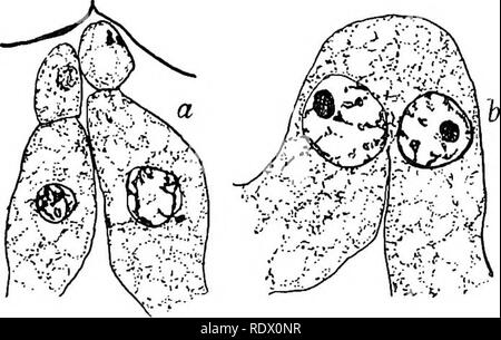 . Pilze, Ascomyceten, uredinales ustilaginales,. Pilze. VIII] UREDINALES 20 [. Abb. 172. Phragmldium speciositm P.; ein. fruchtbar und sterile Zellen; b. der Verschmelzung von zwei fruchtbaren Zellen; nach Christman. Zellen darunter (Fromme '14), oder jede einen zweiten Kern, der von Migration von einem benachbarten vegetativen Zelle (Bild erhalten. 173). In jedem Fall sind Sie stellen inzwischen die Basalzellen der Zeilen von Sporen und Sie gehen Sie auf einmal aus aecidiospoi' e Mutter zu schneiden - Zellen, von denen jede wiederum teilt zu trennen, eine kleine intercalary Zelle unterhalb vom aecidiospore oben. Außergewöhnlich binucle - ate Zellen können b Stockfoto