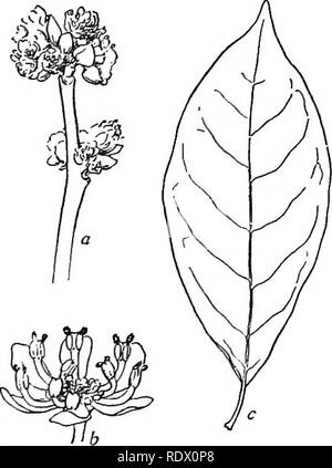 . Eine Feder Flora für Schulen. Botanik. Sassafras variifolium. Sassafras. Benzoe ein Strauch mit gelben Blüten in fast Stiellose dolde - wie Cluster, die vor den Blättern erscheinen. Die Cluster sind Kom - von kleineren Clustern jeweils 4 - 6 Blumen und umgeben von einer Hülle von 4 Laubbäume Waage gestellt. Blattknospen schuppig. Leicht erkennt Startmoleküle durch den Geruch seiner gebrochenen Blätter, die ähnelt der Benzoe, einem orientalischen Kaugummi. B. aestivale. Spice Bush. Die Blüten sind polygamo - Zweihäusig. Die Frucht ist eine rote Steinfrucht. Die Anlage ist 2-5 m. hoch, die Blätter sind länglich-eiförmig, blass unter. Feuchten Woo Stockfoto