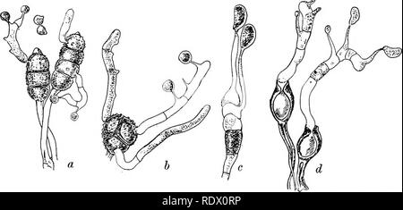 . Pilze, Ascomyceten, uredinales ustilaginales,. Pilze. Kapitel VIII PROTOBASIDIOMYCETES Uredinales Rost - Pilze, Mitglieder der Gruppe Uredineae, uredinales oder Aecidio - mycetes, darunter über 1700 Arten, sind ohne Ausnahme Parasiten verpflichten auf der Stängel, auf dem sporophylls und vor allem auf die Blätter der Pflanzen, die in der Regel auf jene der Angiospermen oder gymnosperms, aber in ein oder zwei Fällen von Farnen. Das Myzel verzweigt in den Geweben der Host sendet haustoria in die Zellen, und kann als lokale Reizmittel verursachen mehr oder weniger deutliche Hypertrophie und konsequente Eisstockschießen oder malfor Stockfoto