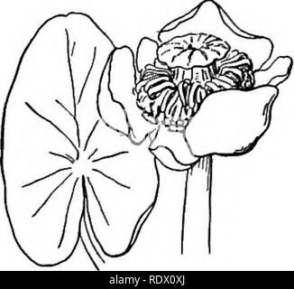 . Eine Feder Flora für Schulen. Botanik. (Crowfoot Familie Ranunculaceae) Kräuter mit blume Teile alle deutlich, 3-15 Kelchblätter, Blütenblätter 3-15 oder der Wunsch, staubblätter Zahlreich oder selten wenige, und viele oder wenige pistils werden entweder Pods, achenes oder Beeren. Wenn sich die Blütenblätter wollen die Kelch ist oft gefärbt wie ein Corolla.. Bitte beachten Sie, dass diese Bilder sind von der gescannten Seite Bilder, die digital für die Lesbarkeit verbessert haben mögen - Färbung und Aussehen dieser Abbildungen können nicht perfekt dem Original ähneln. extrahiert. Cowles, Henry Chandler, 1869-1939; Kolter, John G. (John Stockfoto