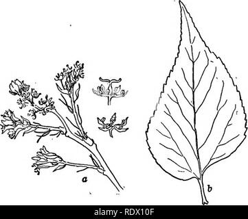 . Eine Feder Flora für Schulen. Botanik. (NETTLE FAMILIE URTICACEAE) 53 mit Fransen. Die Blätter glatt über oder fast so.. Ein großer und bekannter Zierbäume, variable in Gewohnheit. Feuchte Wälder, insbesondere entlang der Flüsse. CELTIS Blüten erscheinen mit den Blättern und Borne' auf Zweige des gleichen Jahres. Sie grünlich werden, Achsel, die pistillate, die einzeln oder paarweise, desto geringer ist in der Regel nur staminate. Obst eine Steinfrucht. C. occidentalis, Hack-Berry. . Einen kleinen oder manchmal auch großen Baum mit den allgemeinen Erscheinen von Elm. Es trägt süsse und essbare Früchte, die im Herbst reif werden und sind als Larg Stockfoto