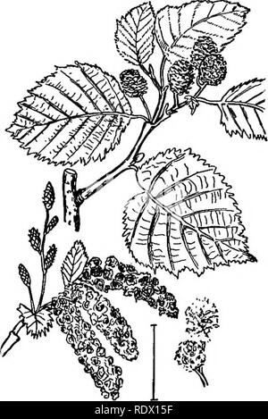 . Ziersträucher der Vereinigten Staaten (Hardy, kultiviert). Sträucher. 314 BESCHREIBUNGEN DER STRÄUCHER Arten filberts sind so selten in Anbau, dass keiner in diesem Buch erwähnt werden müssen außer Lila-leaved Haselnuß Corylus maxima purpurea -> - das ist für seine Tiefe violett-rote Blätter angebaut und nicht für Obst. Sauger.] Qu € Türsprechstellen. Die Eichen sind fast alle hohen Bäumen und die fev? Strauchigen Formen sind praktisch nie kultiviert und so wird dieses Buch der Ziersträucher braucht kein Platz für Sie. Die Acorn Frucht ist unverwechselbar und sepa-Preise Eichen von allen anderen Pflanzen. Bär oder Schwarz Sckub Oa Stockfoto