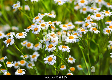 Blume Fülle, Blumen der Balsam Kraut (Balsamita major) Stockfoto