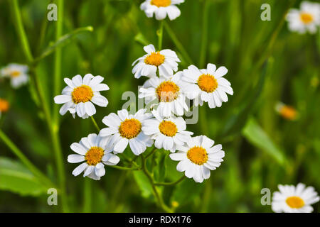 Blume Fülle, Blumen der Balsam Kraut (Balsamita major) Stockfoto