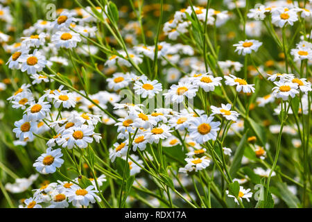 Blume Fülle, Blumen der Balsam Kraut (Balsamita major) Stockfoto