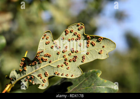 Galle der Seide Taste gall Wasp, Neuroterus numismalis, auf der Unterseite eines Blattes, Pedunculate oak, Quercus robur, Bayern, Deutschland, Europa Stockfoto