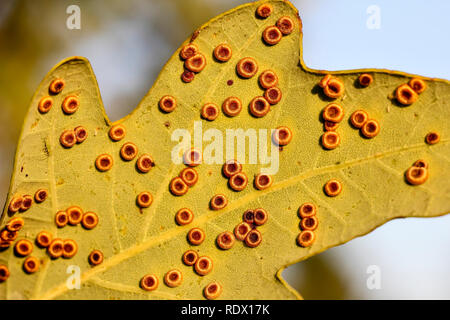 Galle der Seide Taste gall Wasp, Neuroterus numismalis, auf der Unterseite eines Blattes, Pedunculate oak, Quercus robur, Bayern, Deutschland, Europa Stockfoto