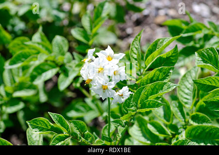 Blume der Kartoffel (Solanum tuberosum) Stockfoto