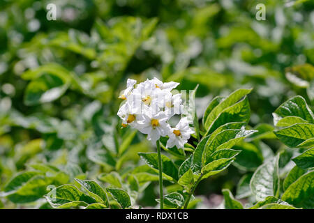 Blume der Kartoffel (Solanum tuberosum) Stockfoto