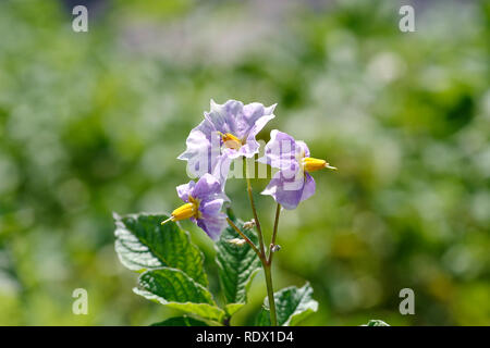 Blume der Kartoffel (Solanum tuberosum) Stockfoto