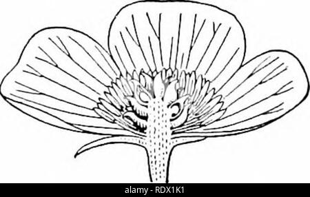 . Umrisse der Botanik für die High School Labor- und Klassenzimmer (auf Grey's Unterricht in der Botanik) auf Antrag der botanischen Abteilung der Harvard Universität vorbereitet. Botanik; Botanik. Ries einen inlieritance Merkmale der Rassen: tlie Formen (wenn die Blätter, die Farben der Blumen, Tlic Höhe und cliaracter der Stammzellen, througli der Samenanlage (mit der Hilfe, und so wird in Kürze gesehen werden, der Pollen auch die Bewegungen der übergeordneten Anlage weitergegeben werden) in die Anlage, die von der Eizelle bis zum Frühjahr. 189. Die Eizelle - Lager Orgel das jjistil (Abb. 132). Drei Teile sind in der Regel Stockfoto