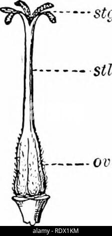 . Umrisse der Botanik für die High School Labor- und Klassenzimmer (auf Grey's Unterricht in der Botanik) auf Antrag der botanischen Abteilung der Harvard Universität vorbereitet. Botanik; Botanik. 104 DIE BLUME ââ Stg. Ries einen inlieritance Merkmale der Rassen: tlie Formen (wenn die Blätter, die Farben der Blumen, Tlic Höhe und cliaracter der Stammzellen, througli der Samenanlage (mit der Hilfe, und so wird in Kürze gesehen werden, der Pollen auch die Bewegungen der übergeordneten Anlage weitergegeben werden) in die Anlage, die von der Eizelle bis zum Frühjahr. 189. Die Eizelle - Lager Orgel das jjistil (Abb. 132). T Stockfoto