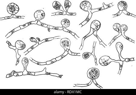 . Pilze, Ascomyceten, uredinales ustilaginales,. Pilze. "Ich] PLECTASCALES 59. Abb. 19. Eremascus fertilis Stoppel; Phasen der Bildung von tlie Ascus, sowohl durch die Fusion der beiden Zellen und parthenogenetically; nach Guilliermond.. Bitte beachten Sie, dass diese Bilder sind von der gescannten Seite Bilder, die digital für die Lesbarkeit verbessert haben mögen - Färbung und Aussehen dieser Abbildungen können nicht perfekt dem Original ähneln. extrahiert. Gwynne-Vaughan, Helen Charlotte Isabella (Fraser) Dame, 1879 -. [Eng] Cambridge University Press Stockfoto