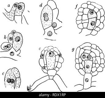 . Pilze, Ascomyceten, uredinales ustilaginales,. Pilze. 42 ASCOMYCETEN [CH.zweite Fusion im ascus, und im folgenden Jahr nahm er den gleichen Prozess in Erysiphe Polygoni.. Bitte beachten Sie, dass diese Bilder sind von der gescannten Seite Bilder, die digital für die Lesbarkeit verbessert haben mögen - Färbung und Aussehen dieser Abbildungen können nicht perfekt dem Original ähneln. extrahiert. Gwynne-Vaughan, Helen Charlotte Isabella (Fraser) Dame, 1879 -. [Eng] Cambridge University Press Stockfoto