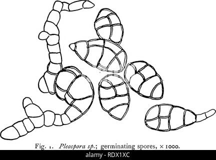 . Pilze, Ascomyceten, uredinales ustilaginales,. Pilze. CH. Il] ASCOMYCETEN 35 Die Ascus. Die ascus oder Mutter - Zelle der Sporen ist eine kugelförmige, oval, Club- oder nahezu zylindrischen Organ mit einer schmalen, mehr oder weniger gestreckt. Pleospora sp.; keimenden Sporen, x looo. base. Wenn mäßig Junge es enthält einen einzelnen Kern der drei karyokinetic Divisionen, die zu acht Tochterkerne (Abb. unterzogen wird. 3). Asci der kurzen, stout Typ sind voll von dichten Zyto- keimplasma; in der relativ zylindrische Formen die Enden sind in der Regel vacuolate, aber ein breites, granulare Riemen füllt den mittleren reg Stockfoto